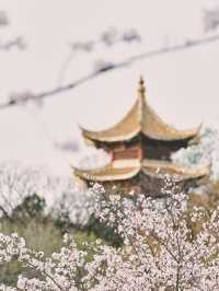 Heavenly Blossoms in Nanjing—Skip Jiming Temple This Year!