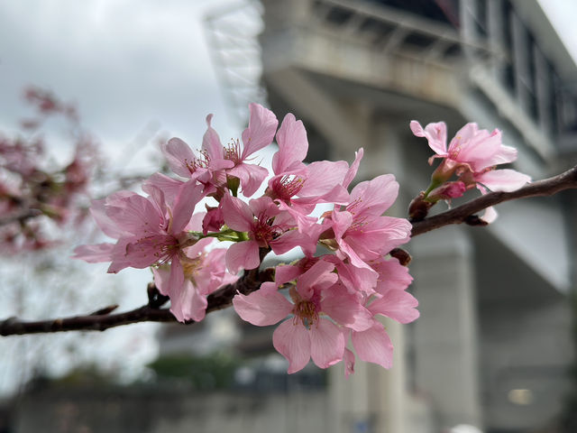 香港好去處 | 復活節賞花(下) | 櫻花 | 魚木 | 首冠藤