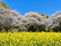 東京賞櫻-百花齊放的國營昭和紀念公園