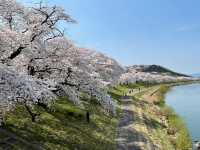 A Sea of Blossoms: Sakura Magic at Shiroishi's Hitome Senbonzakura