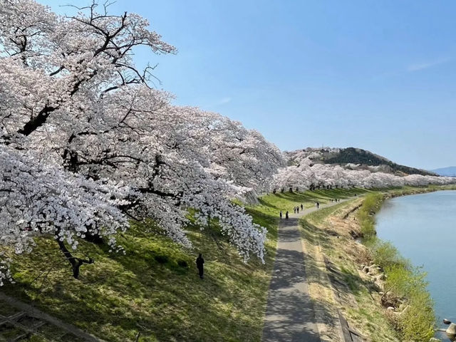 A Sea of Blossoms: Sakura Magic at Shiroishi's Hitome Senbonzakura