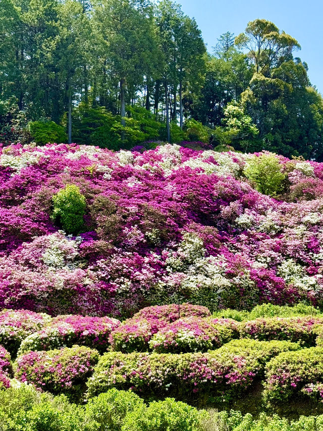 京都 ❤︎ ピンク🩷紫💜白🤍のカラフルな花園 