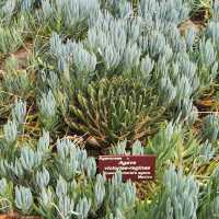 Tranquil Retreat – Royal Tasmanian Botanical Gardens