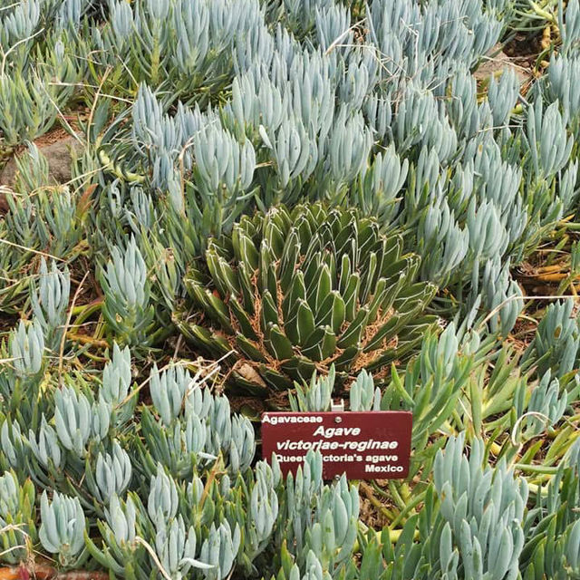 Tranquil Retreat – Royal Tasmanian Botanical Gardens