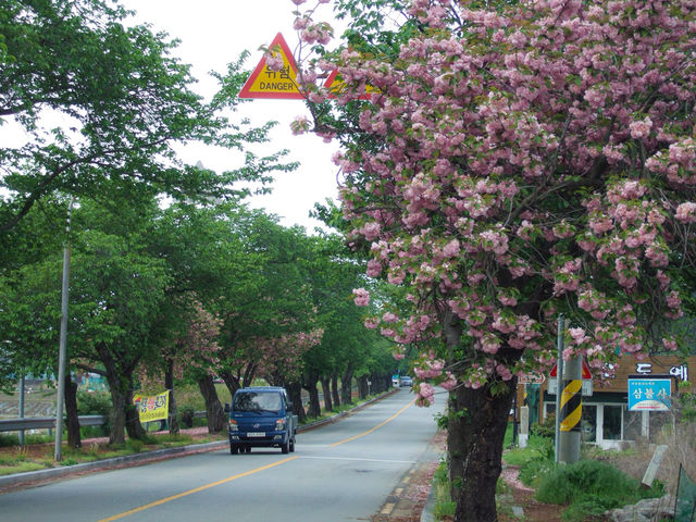 【경주 겹벚꽃】벚꽃 터널 속 1박 2일 감성 여행🌸