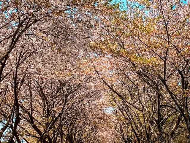 Title: Spring Magic in Seoul – Yeouido Cherry Blossom Festival