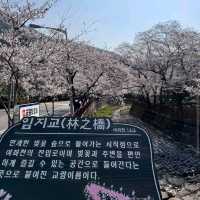 Jinhae Yeojwacheon Stream (Changwon)