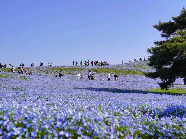 Massive Fields, Straight-Up Dreamy
