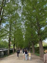 평생 볼 가로수 다 보고 온…🌳 담양 메타세콰이어길