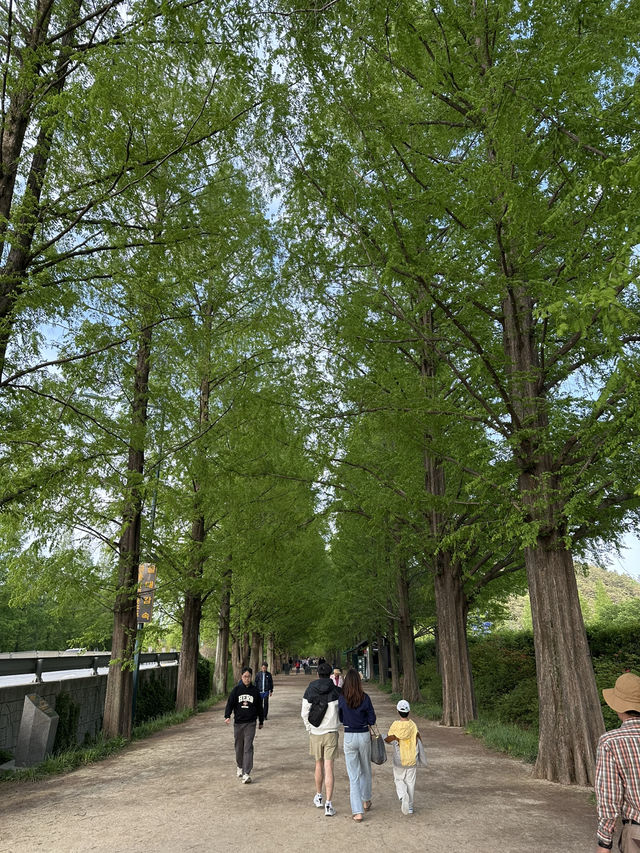 평생 볼 가로수 다 보고 온…🌳 담양 메타세콰이어길