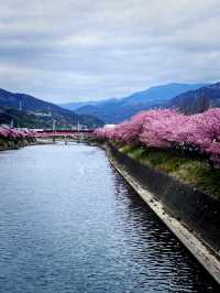Special Blooming 