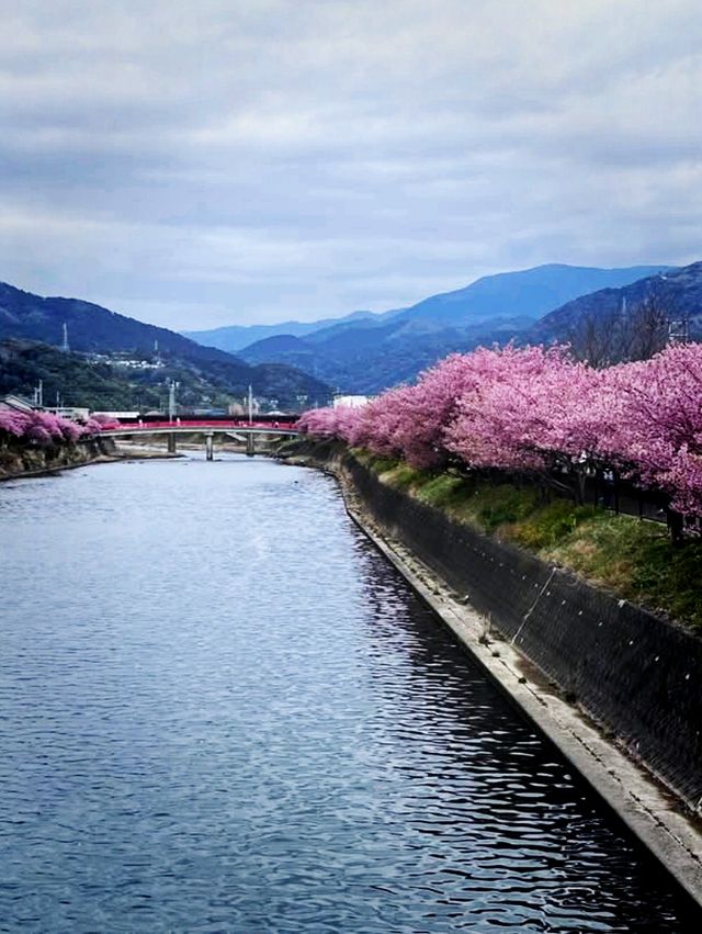 Special Blooming 