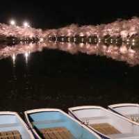Cherry Blossom Magic After Dark