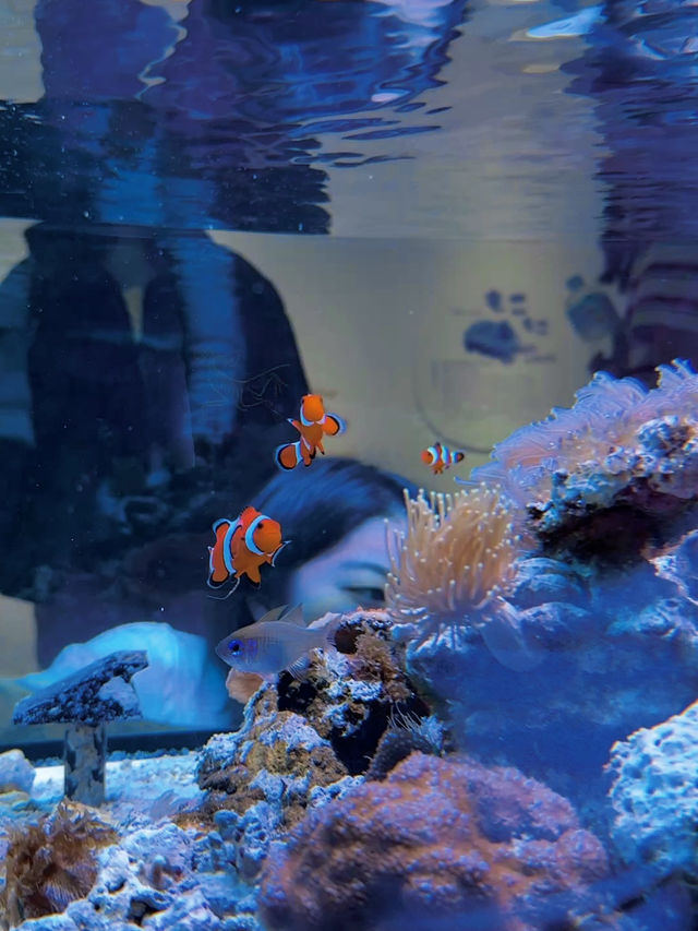 Love aquatic creatures? Osaka Kaiyukan is a must visit