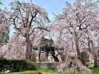 Chill Blossoms and Temple 