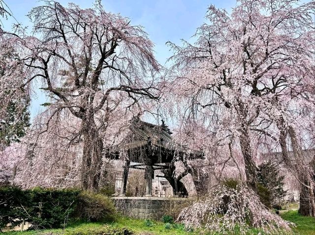 Chill Blossoms and Temple 