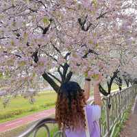 Daejeon in Bloom: A Springtime Escape in Korea’s Science City