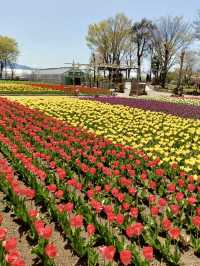 Local Escapes in Katsunuma – Gardens, Curry & a Hint of Wine