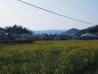 JR東日本鐵路周遊券：福島賞櫻 