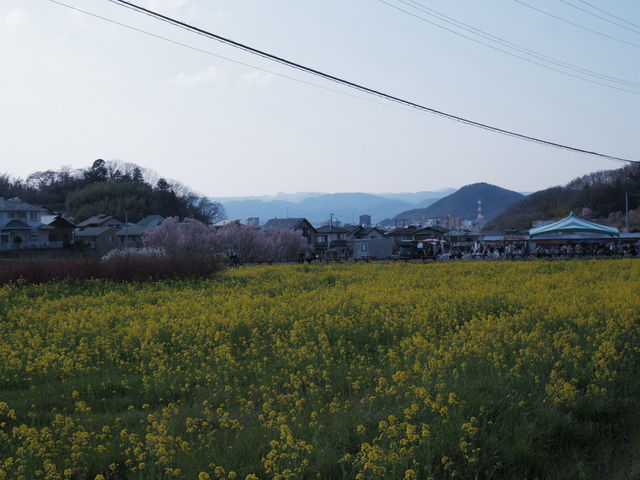 JR東日本鐵路周遊券：福島賞櫻 