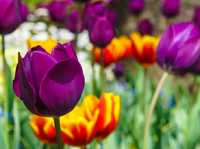 Title: Children’s Grand Park: Seoul’s Family-Friendly Nature & Culture Haven
