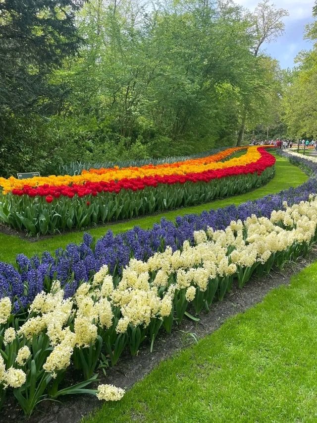 Keukenhof Gardens: A Living Rainbow in the Heart of the Netherlands