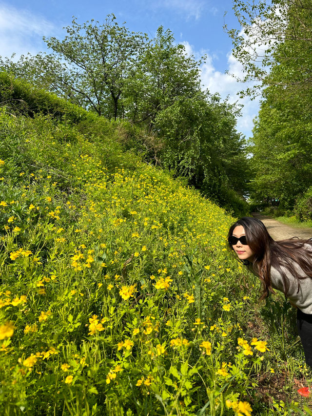 Exploring Seoul Forest 🌳🌿🌴🌱🦌: A Green Oasis in the City