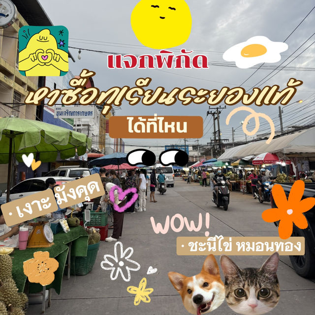 📍หาซื้อทุเรียนระยองฮิ แท้ๆได้ที่ไหนน💛💛