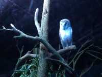 A Wild Day Out with the Kids: Taronga Zoo’s Best Views and Creatures