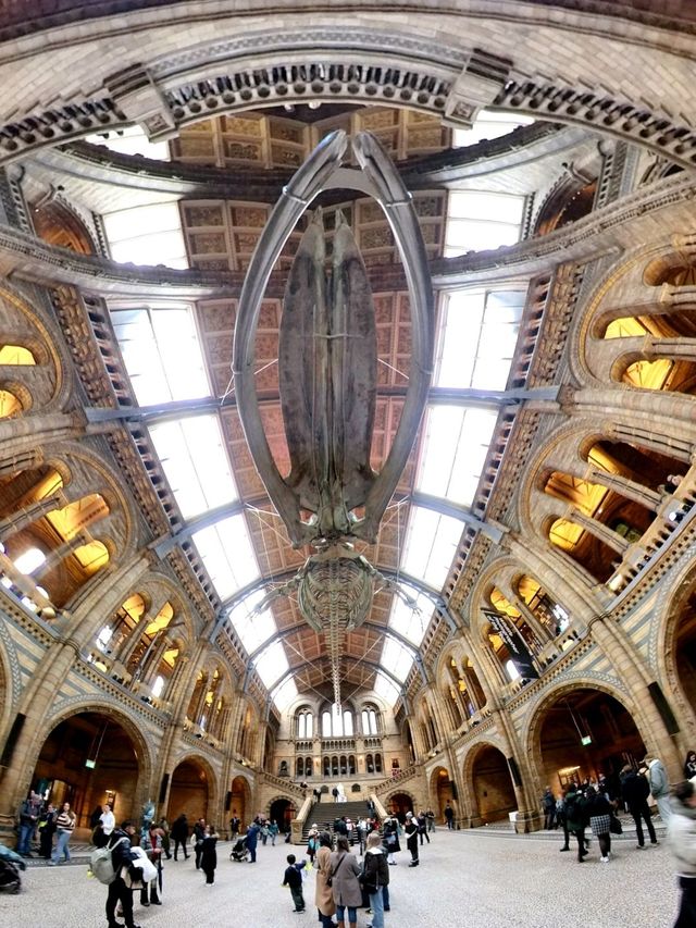 英國自然史博物館🏛人氣恐龍化石，大開眼界（Natural History Museum）