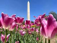 America’s Front Yard: National Mall & Memorial Parks