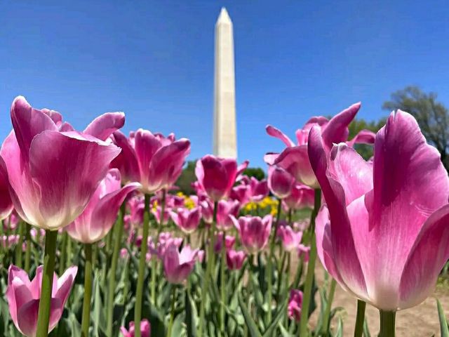 America’s Front Yard: National Mall & Memorial Parks
