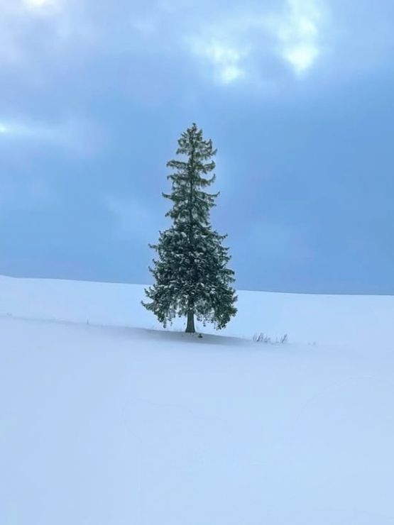 The Lonely Christmas Tree 🌲 