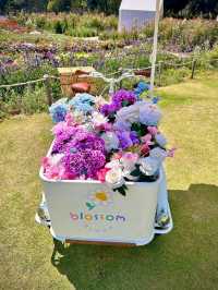 Bloom Overload at Khao Yai