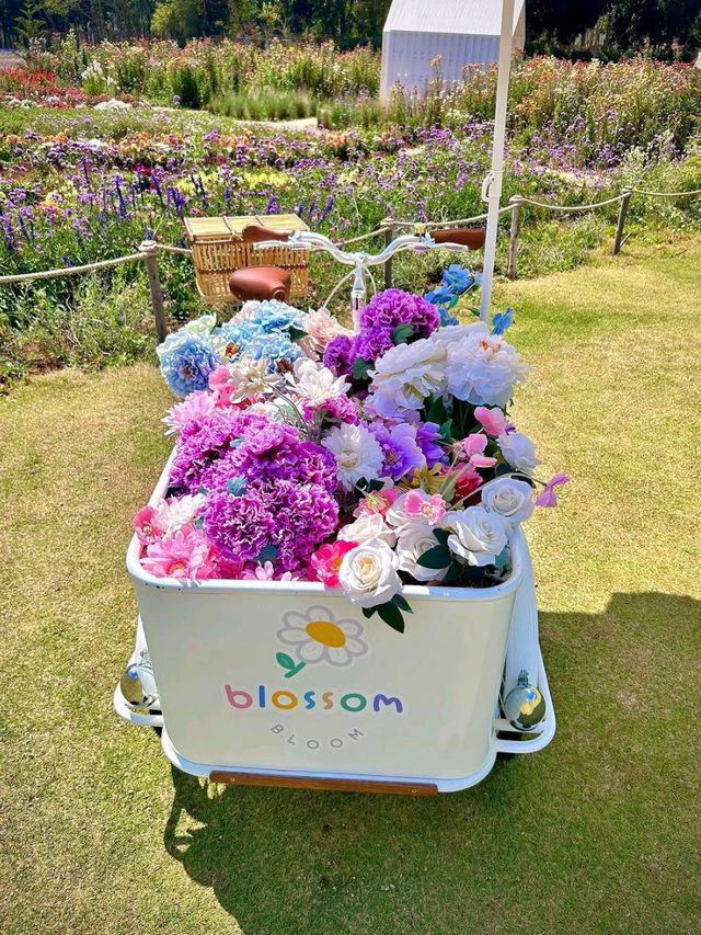 Bloom Overload at Khao Yai