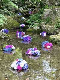 【福岡観光】今年も見たい❁⃘神社の紫陽花祭り♡