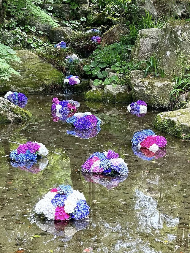 【福岡観光】今年も見たい❁⃘神社の紫陽花祭り♡