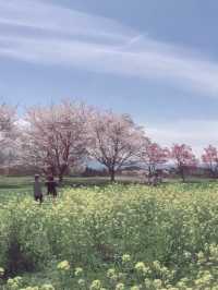 Petals and Legends at Oka Castle Ruins