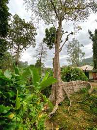 A Tranquil Green Stroll to End the Day at Penang Botanical Garden