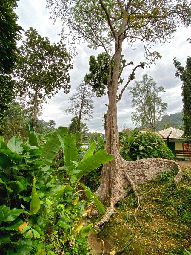 A Tranquil Green Stroll to End the Day at Penang Botanical Garden