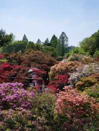 【行く前にこれ見て】色彩の洪水に心奪われる🌸💖🔥※観光攻略情報付き