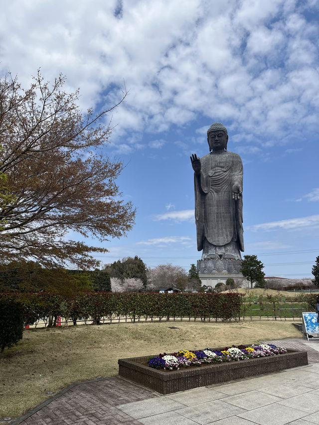 🌸【佛光與櫻影的交會】牛久大佛春日巡禮—一場身心靈共鳴的靜心旅行