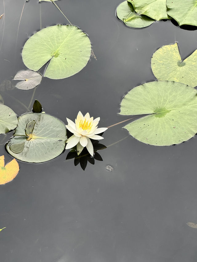 삿포로는 여름에 가야해요🍃
