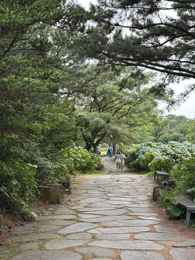 제주 여름 가볼만한곳 수국명소 혼인지