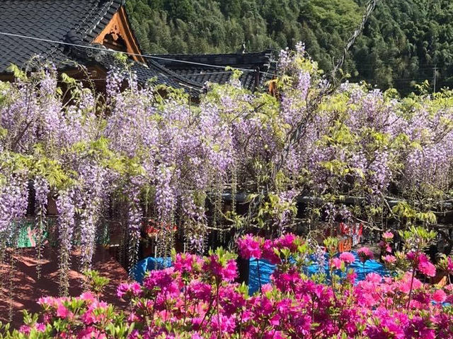 藏王雪山與浪漫仙子紫藤花