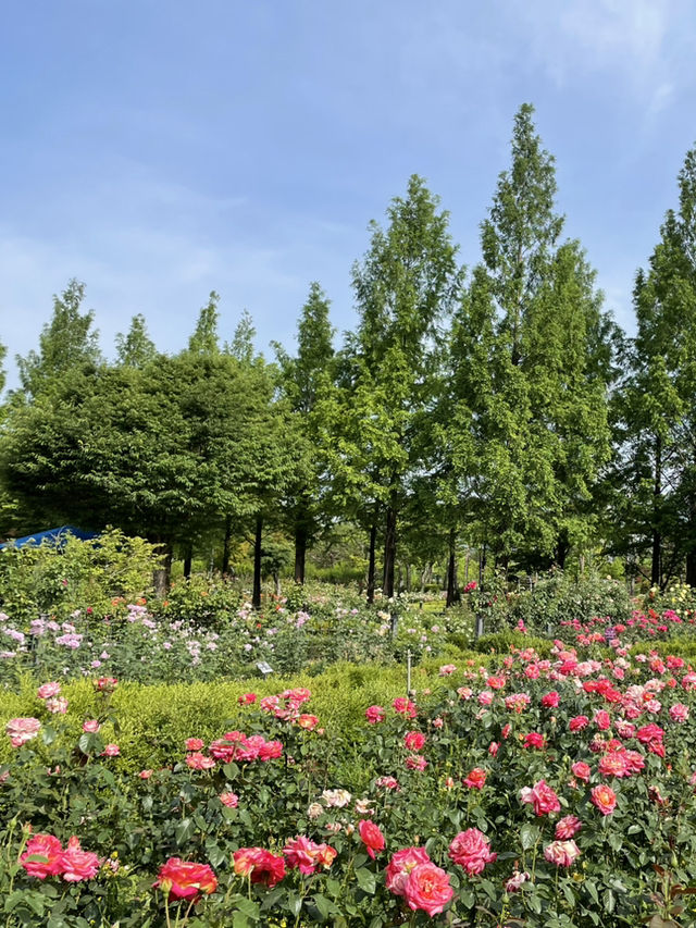 대전 가볼만한곳:: 장미세상 한밭수목원 장미원🌹