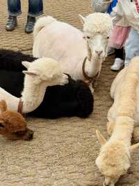 🦙 숲속에서 알파카와 눈맞춤 
