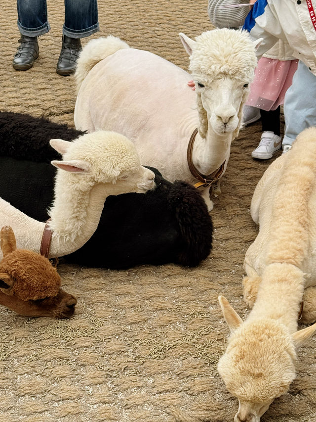 🦙 숲속에서 알파카와 눈맞춤 