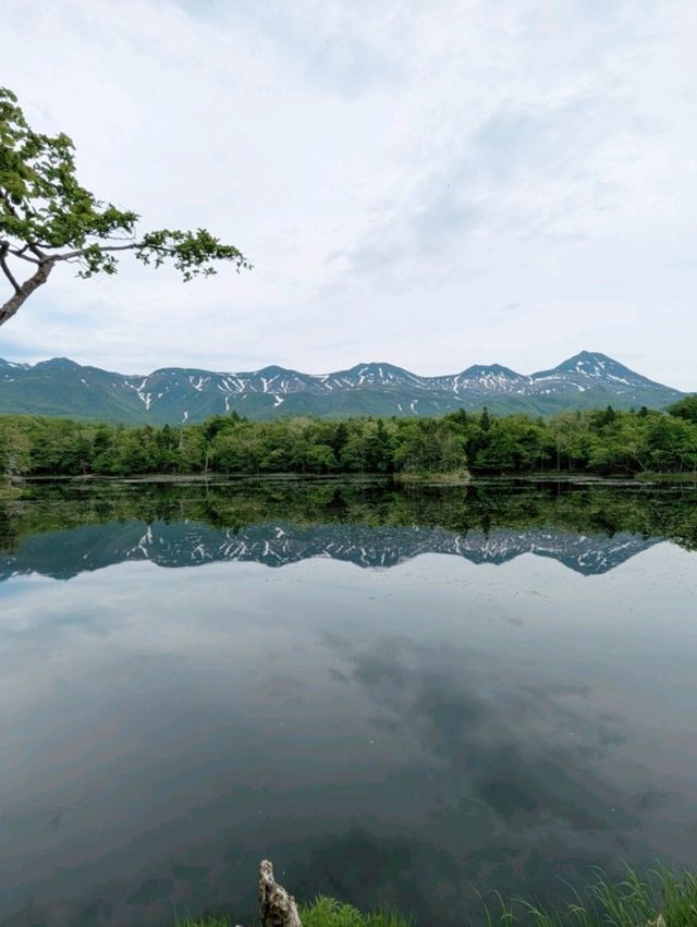 Where the Forest Breathes: Shiretoko Goko
