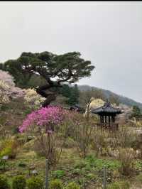 꽃길만 걷자 아침고요수목원에서🌲